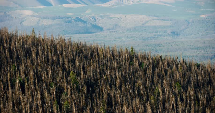 Aerial panorama of conifers in a forest under a mountain