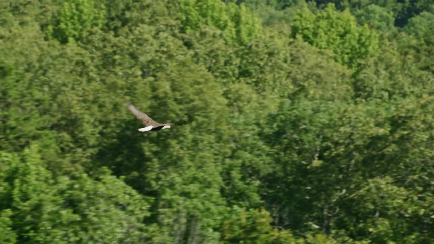 Eagle flying over forests in daylight