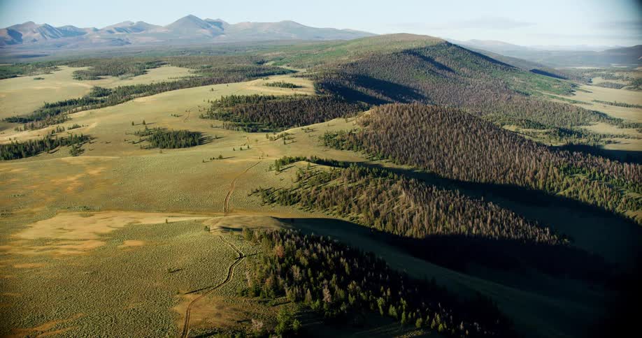 Aerial view of the green lush forests over the hills under a clear sky