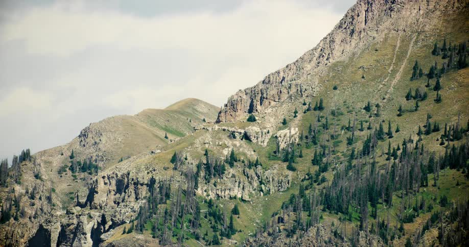 Sparse trees on the side of a mountain