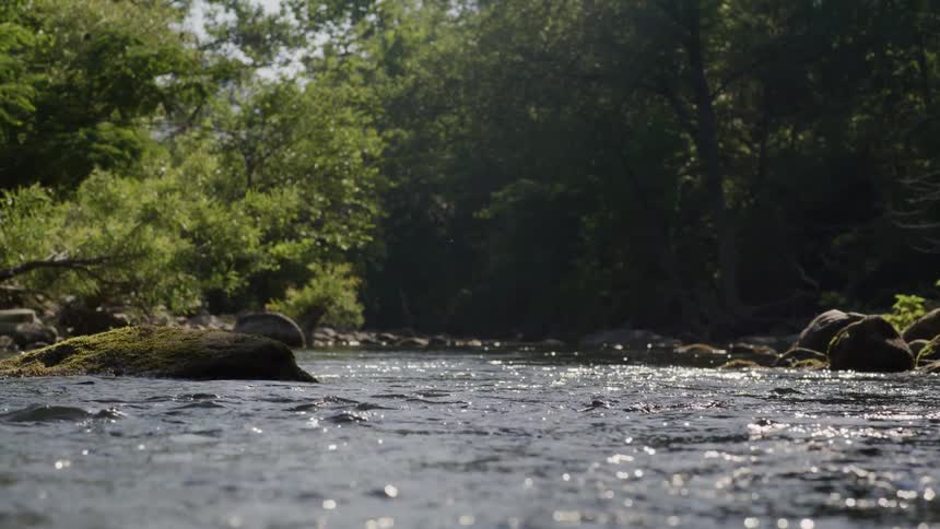 A river gently flows through a dense forest with rocks on the bank