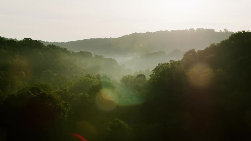 A footage of a green forest