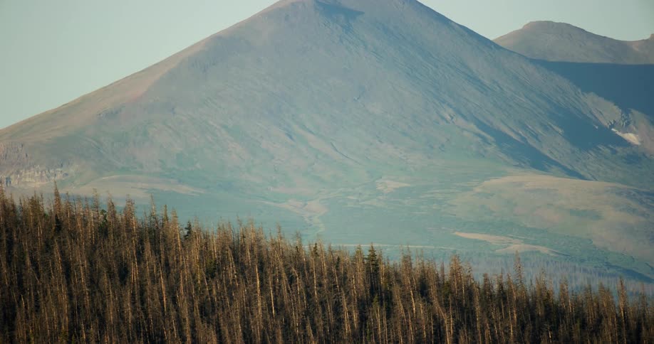 A large forest in front of a huge mountain