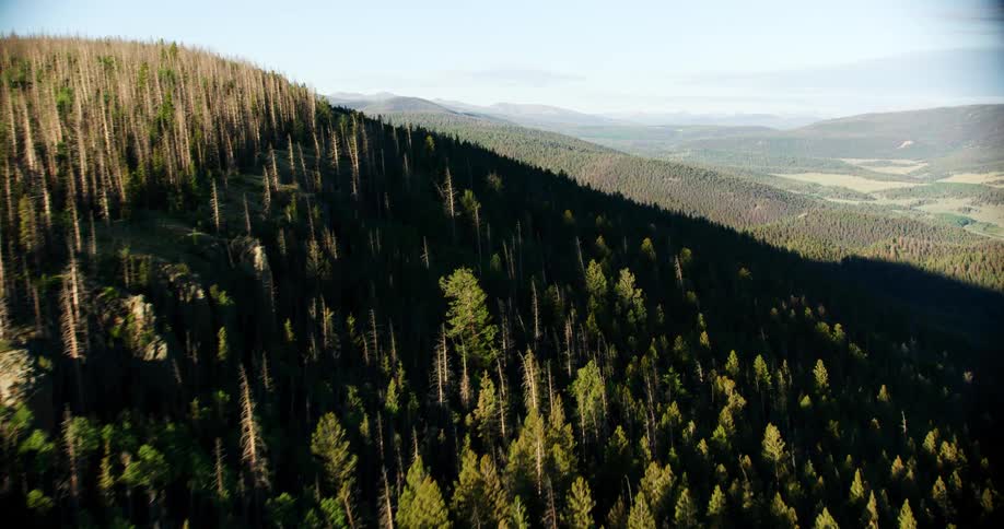 Mountains covered with pine trees on a clear sunny afternoon