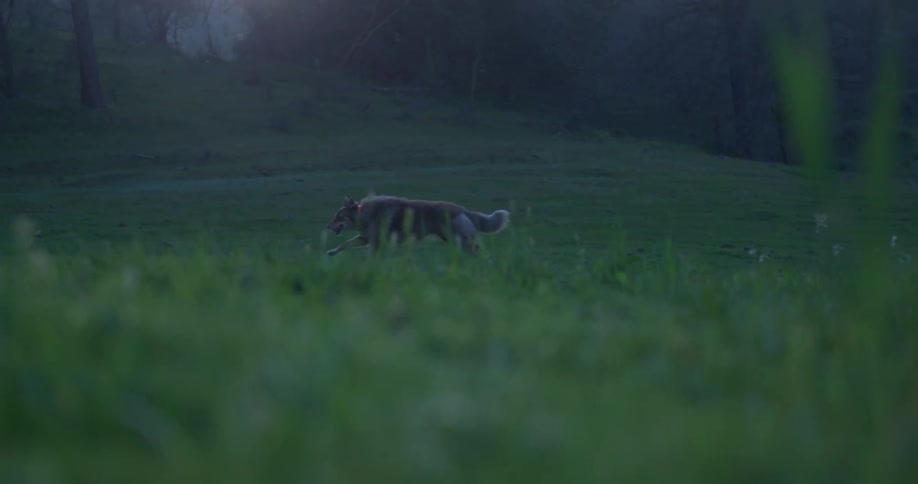 A dog running in the grass