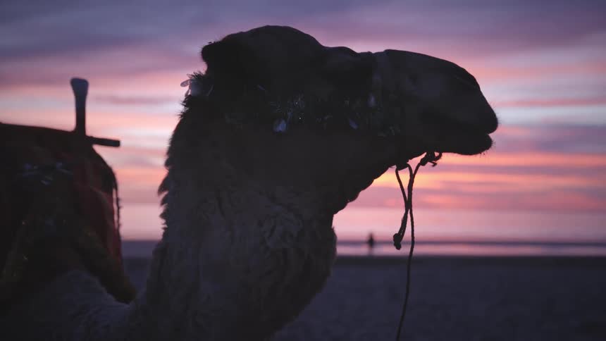 Close up of the head of a camel in the desert at dusk