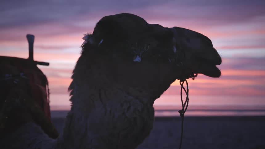 A man walks by behind a camel