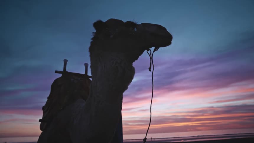 Man standing near his camel while the sun is setting