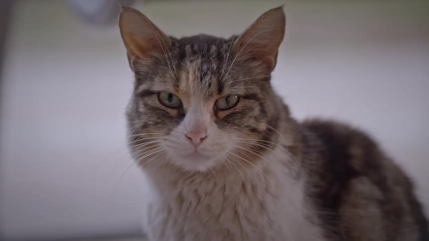 Cat sitting down blinking their eyes