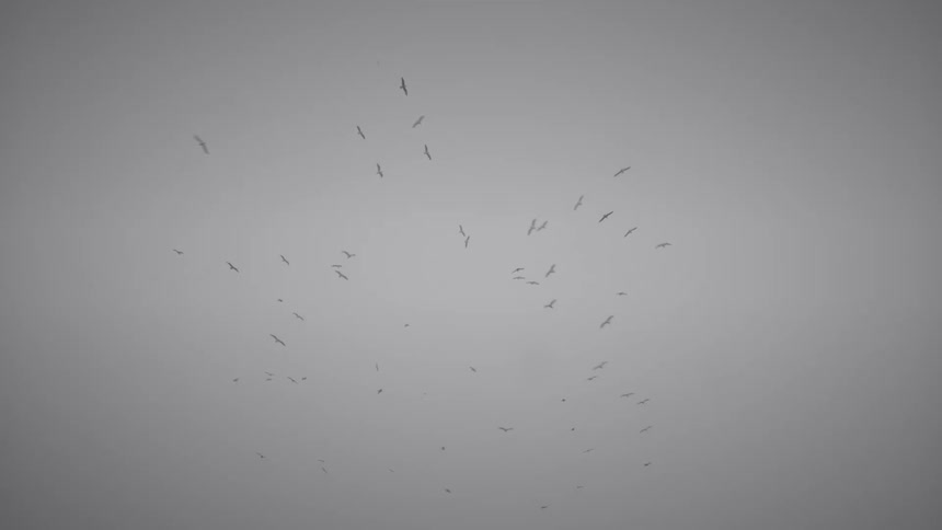 A flock of birds are flying in the foggy sky