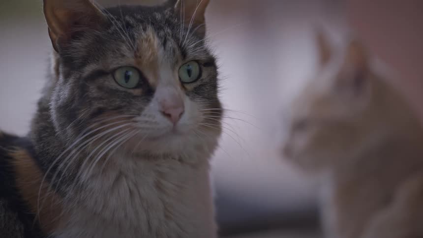 Two cats turning their heads with attention sign