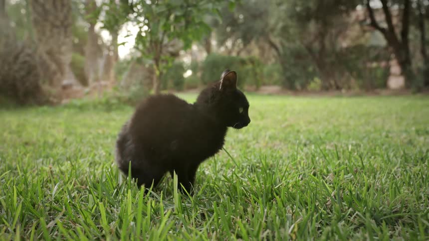 A cat is crawling in the green grass on a sunny day