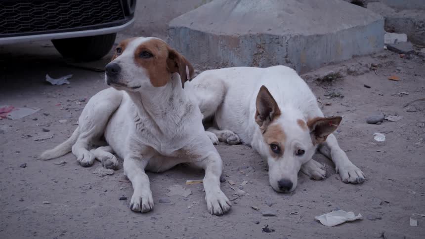 Two dogs sit next to a car