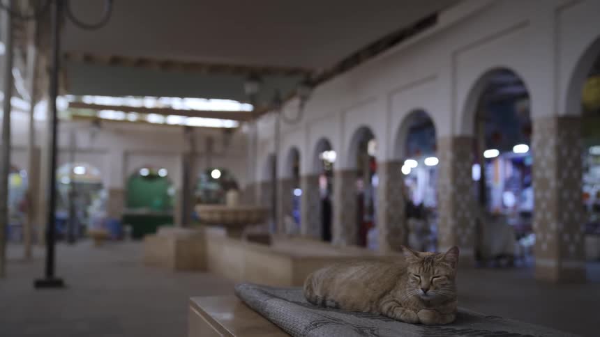 A cat resting on a bench inside a market in the middle east