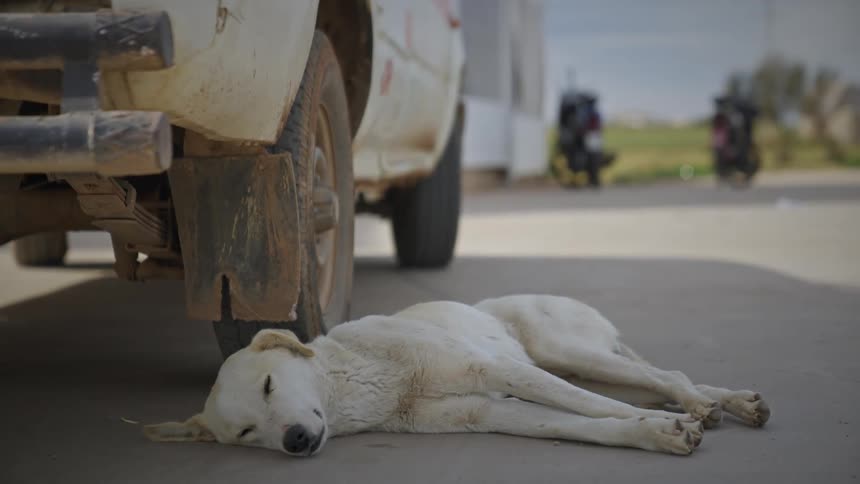 Dog is resting on pavement next to a parked vehicle
