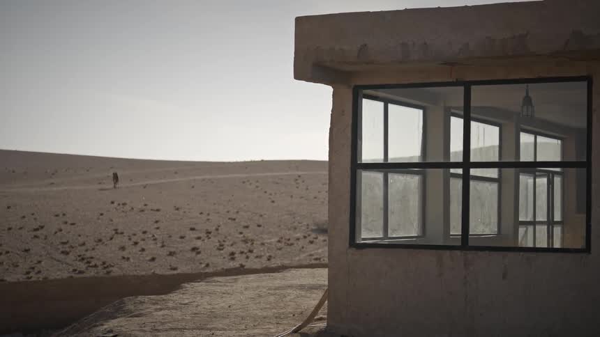 A lonely camel roaming the desert near an abandoned building