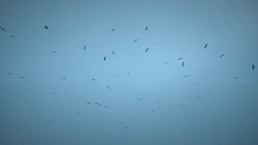A flock of birds are flying in circular motion in the sky