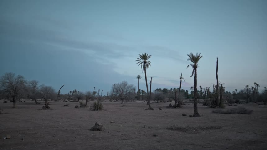 Tropical trees in the desert on a clear sky day