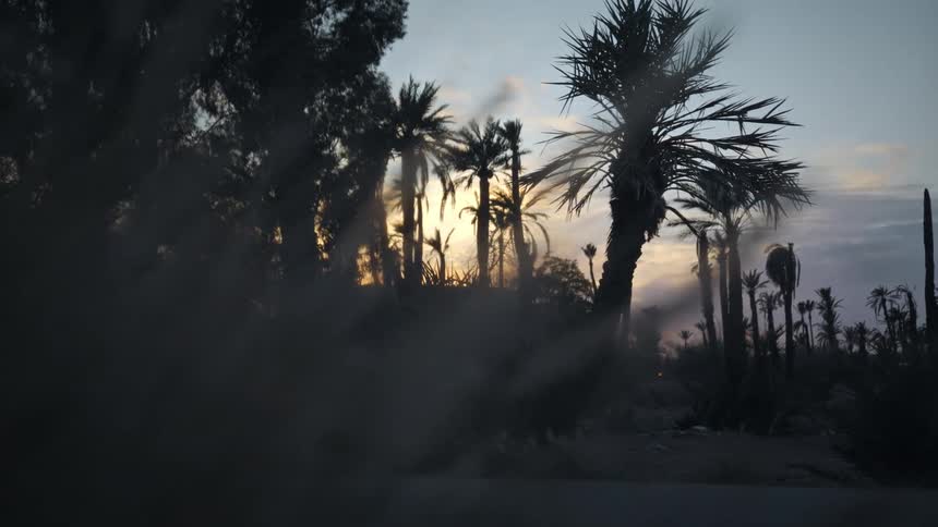 A biker is on the road near palm tress as the sun is going down