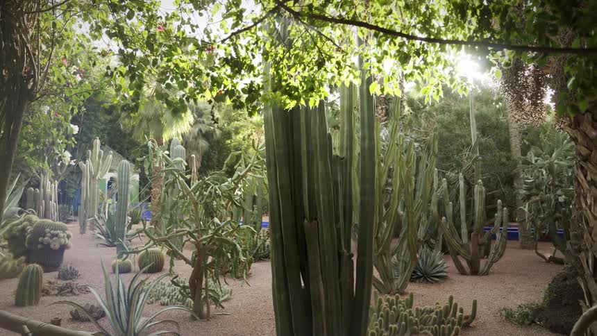 Cacti and various plants in a garden