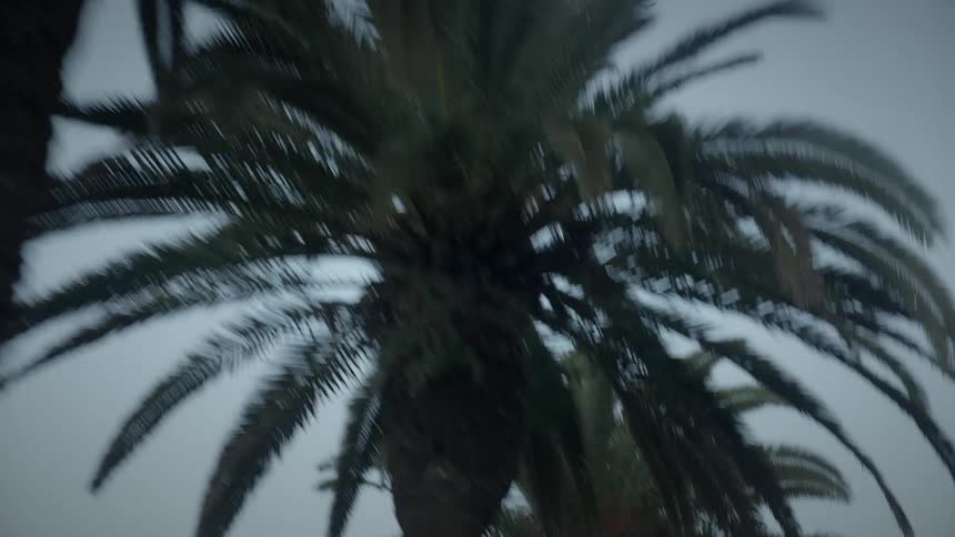Birds are flying near palm trees on a nice day