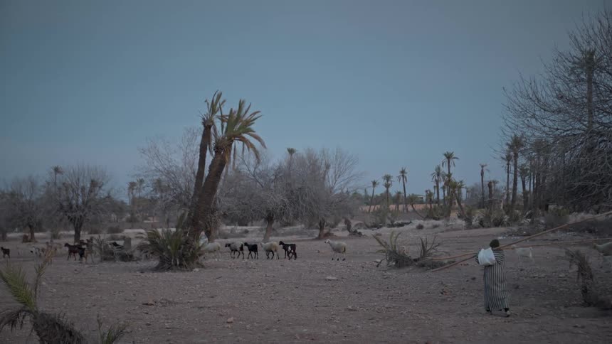 A herder follows a bunch of goats in a desert