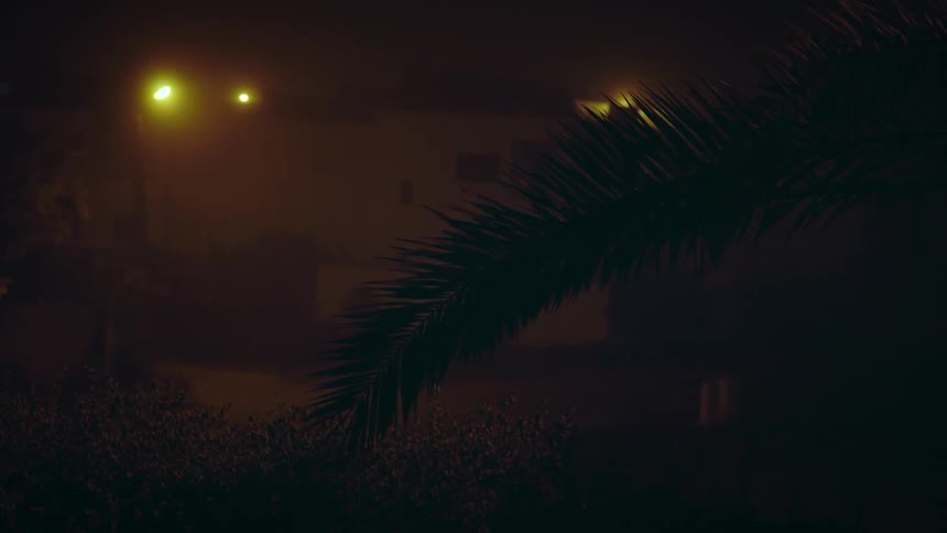 A palm frond moves with the breeze