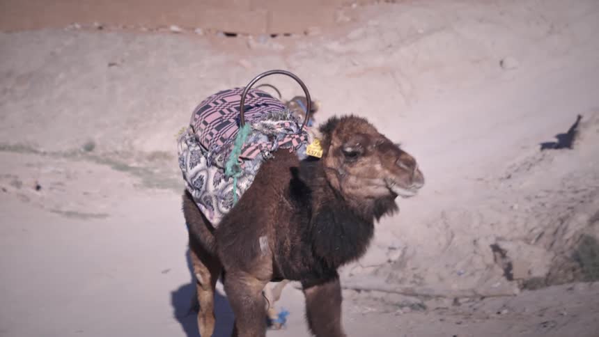 Two camels are walking on a dirt road on a sunny day