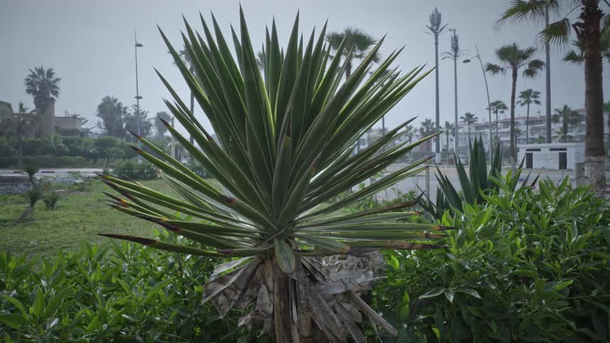 Seedling of a green plant in a garden by the city