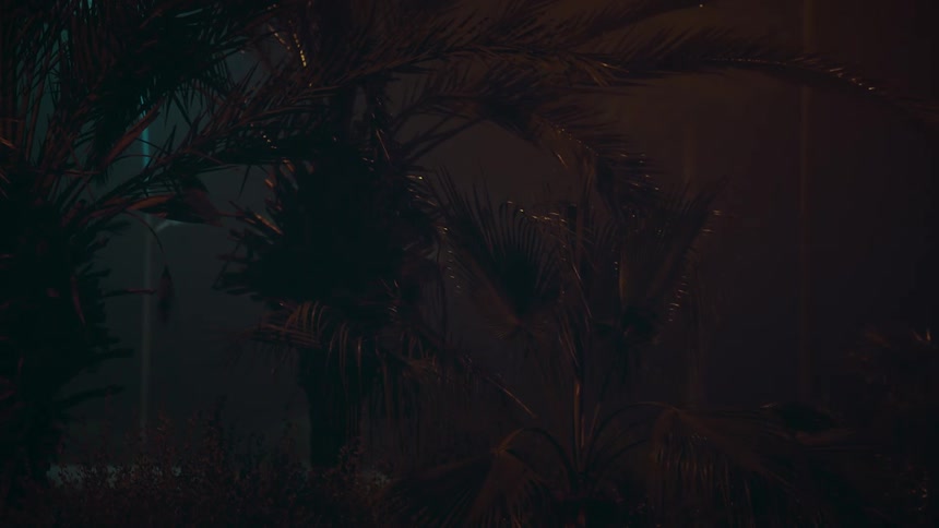 Silhouette of palm trees in the night
