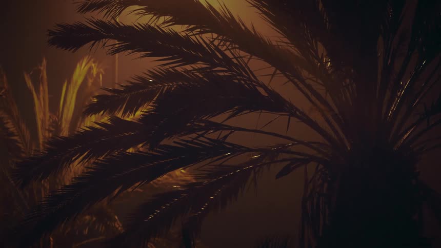 Tropical palm trees at night