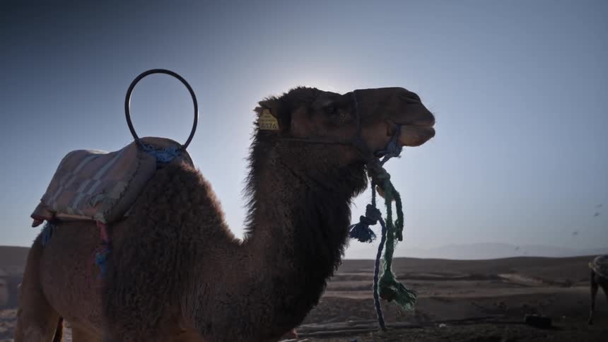 Sun glaring behind a silhouetted camel standing in the desert