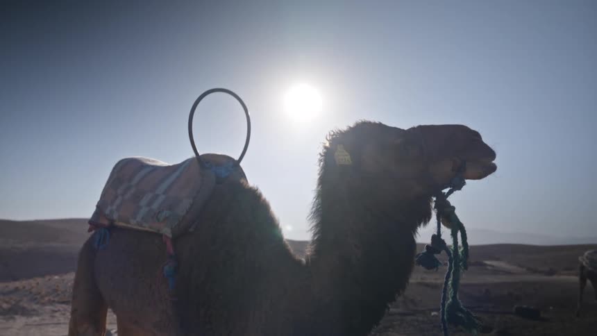 Close up of a camel in the desert at daytime