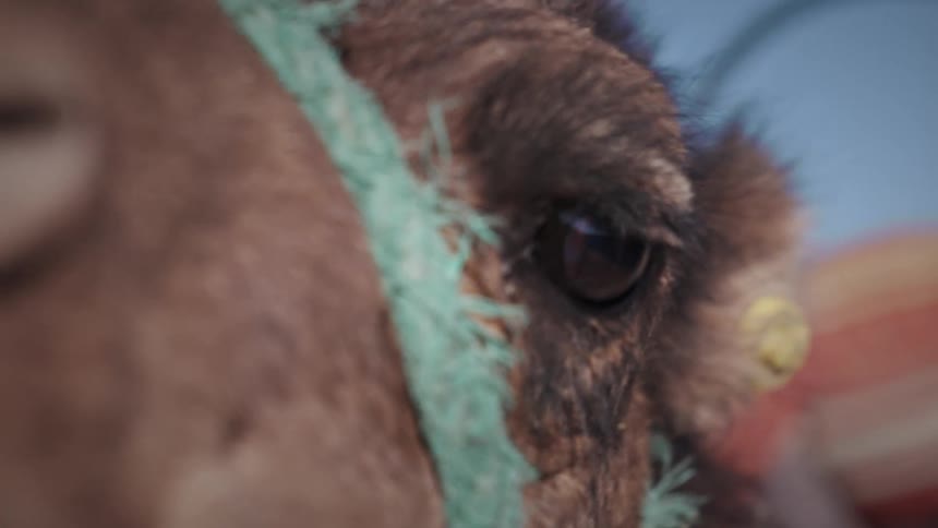 Camel Close up of the face of a camel in the desert