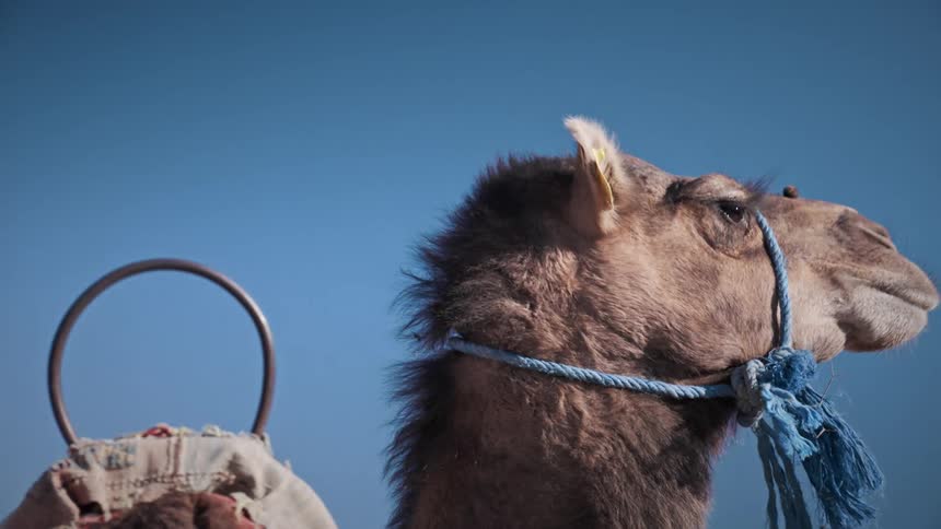 A camel is looking around on a sunny day