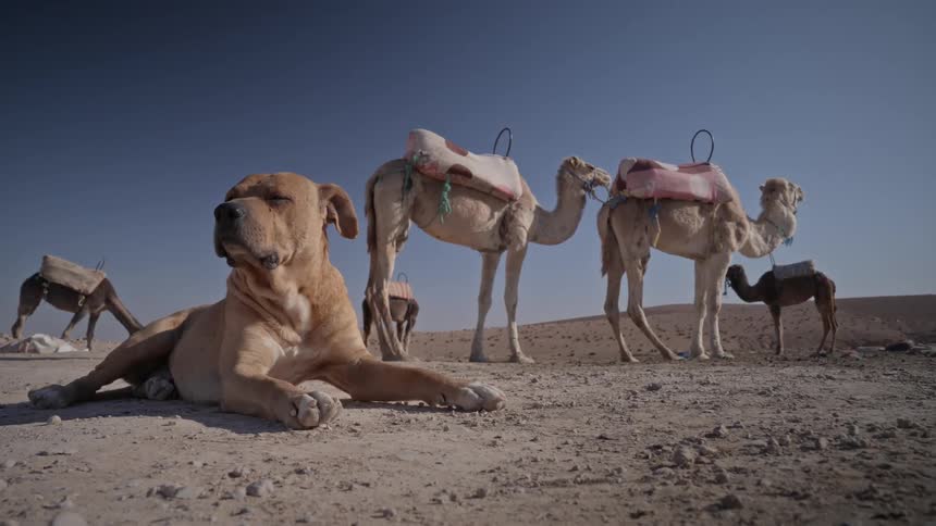 Camel -  A Dog is sitting near a group of camels in the desert