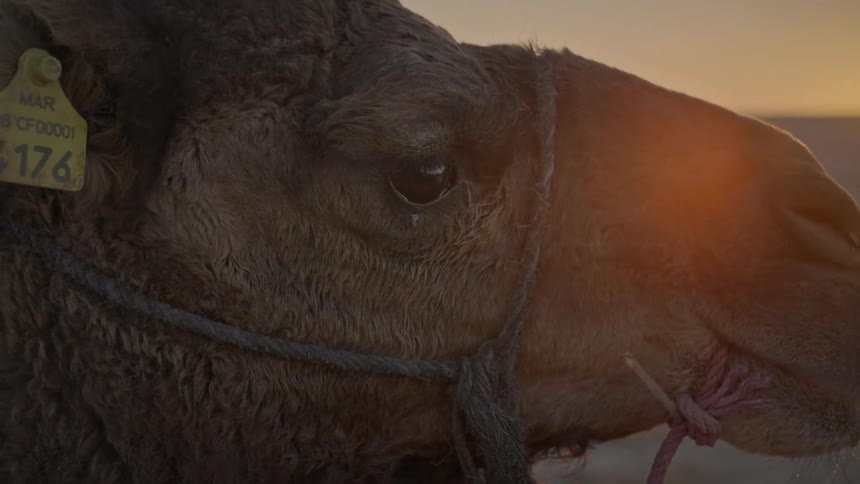 Footage of a camel with a tag on its ear