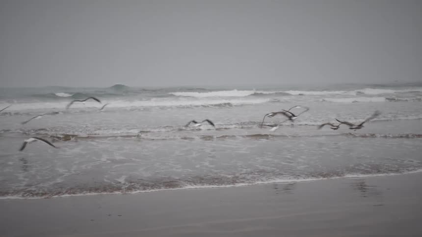 Flock of birds are flying away from the sandy beach
