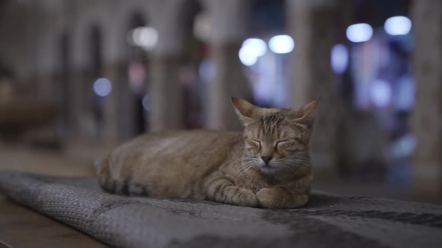 Cat is sleeping alone outdoors during the night time