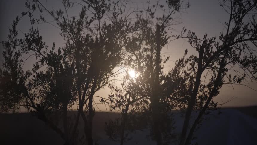 Trees are moving in the wind while the sun is setting