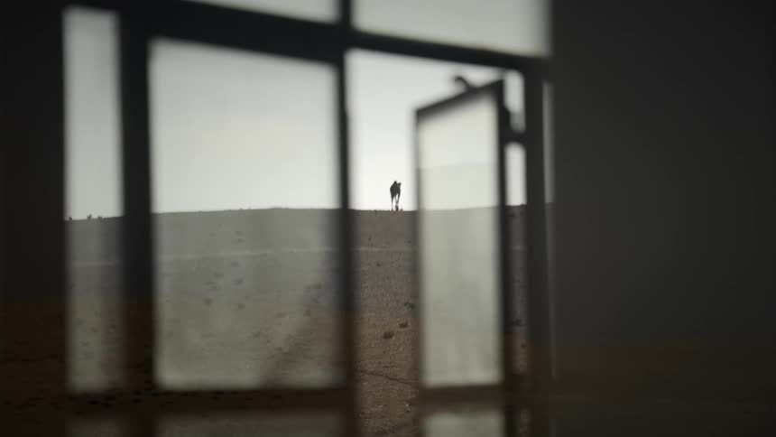 A camel is walking near a home on a sunny day