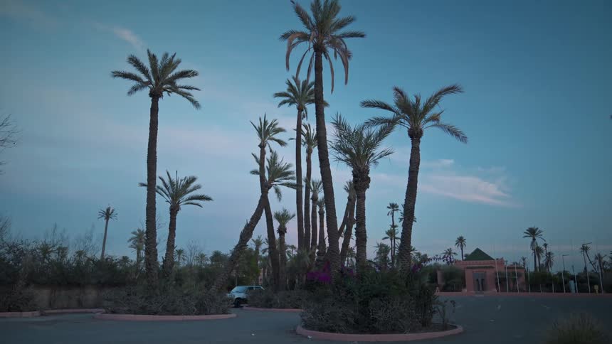 Palm trees on the parking lot of a hotel