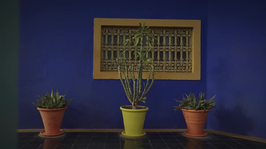 Three potted plants are placed indoors against a wall beneath framed artwork