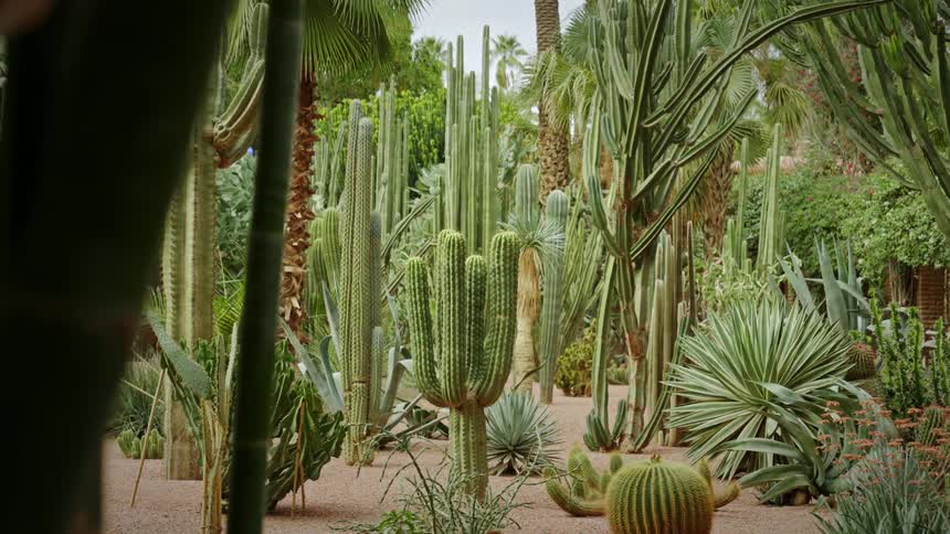 Garden with cacti of different species
