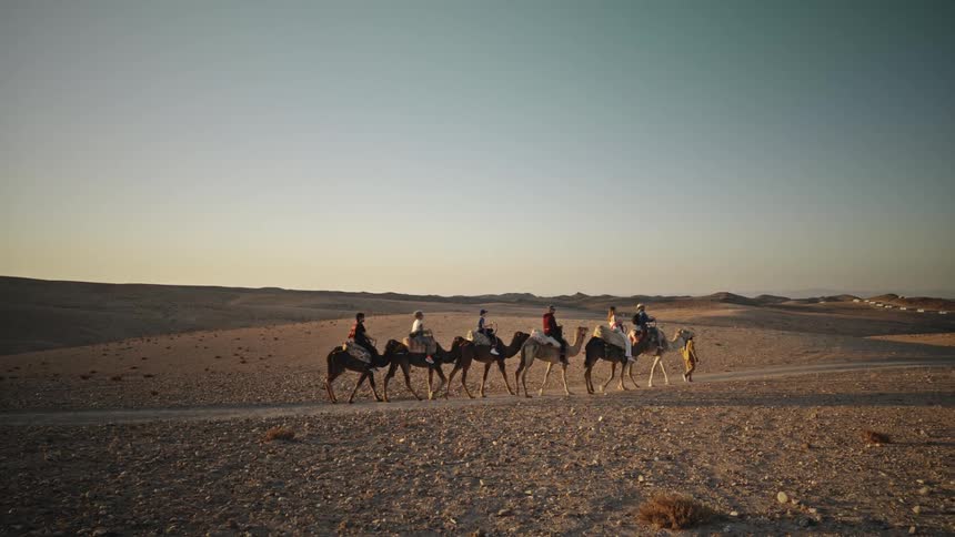 Man leading camels carrying people across the desert