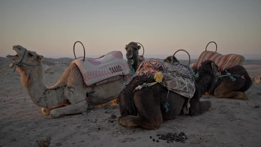 Camels lying on the ground with transport equipment in the middle of the desert one morning