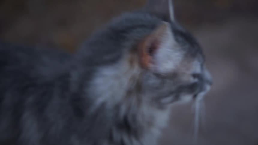 A cat is standing outdoors and looking around