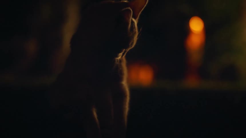 White furred cat licking its body outdoors at night