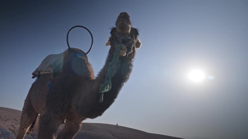 Camel is standing alone in the sandy desert