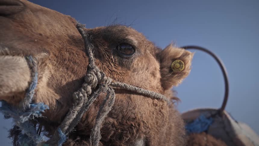Camel is looking around and standing outdoors